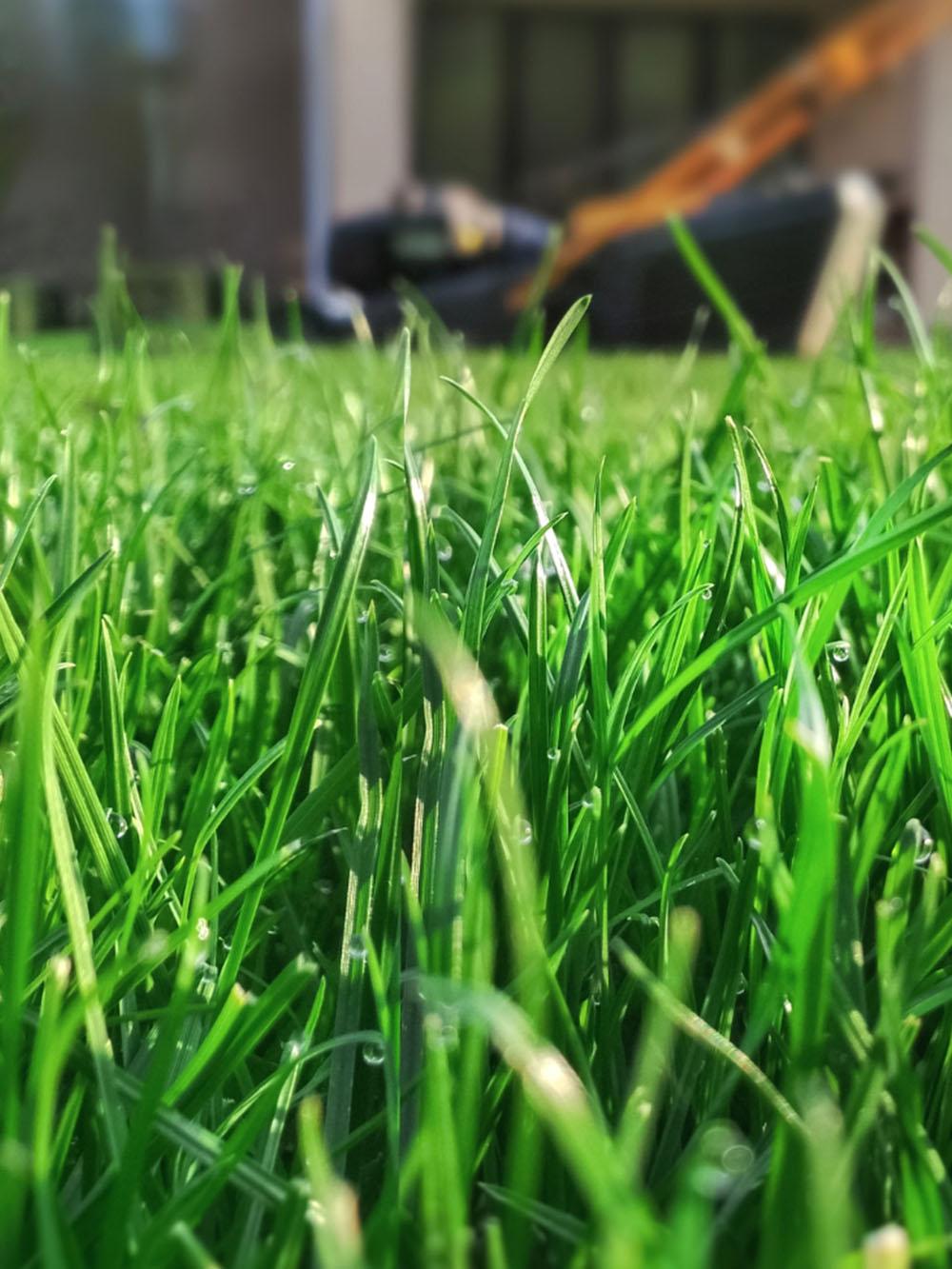 Fast Lawn